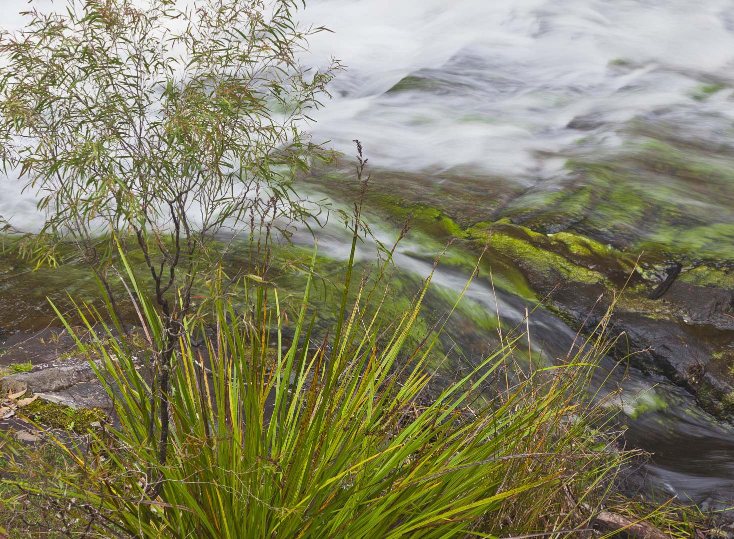 L 14209 Pemberton Karri Forest