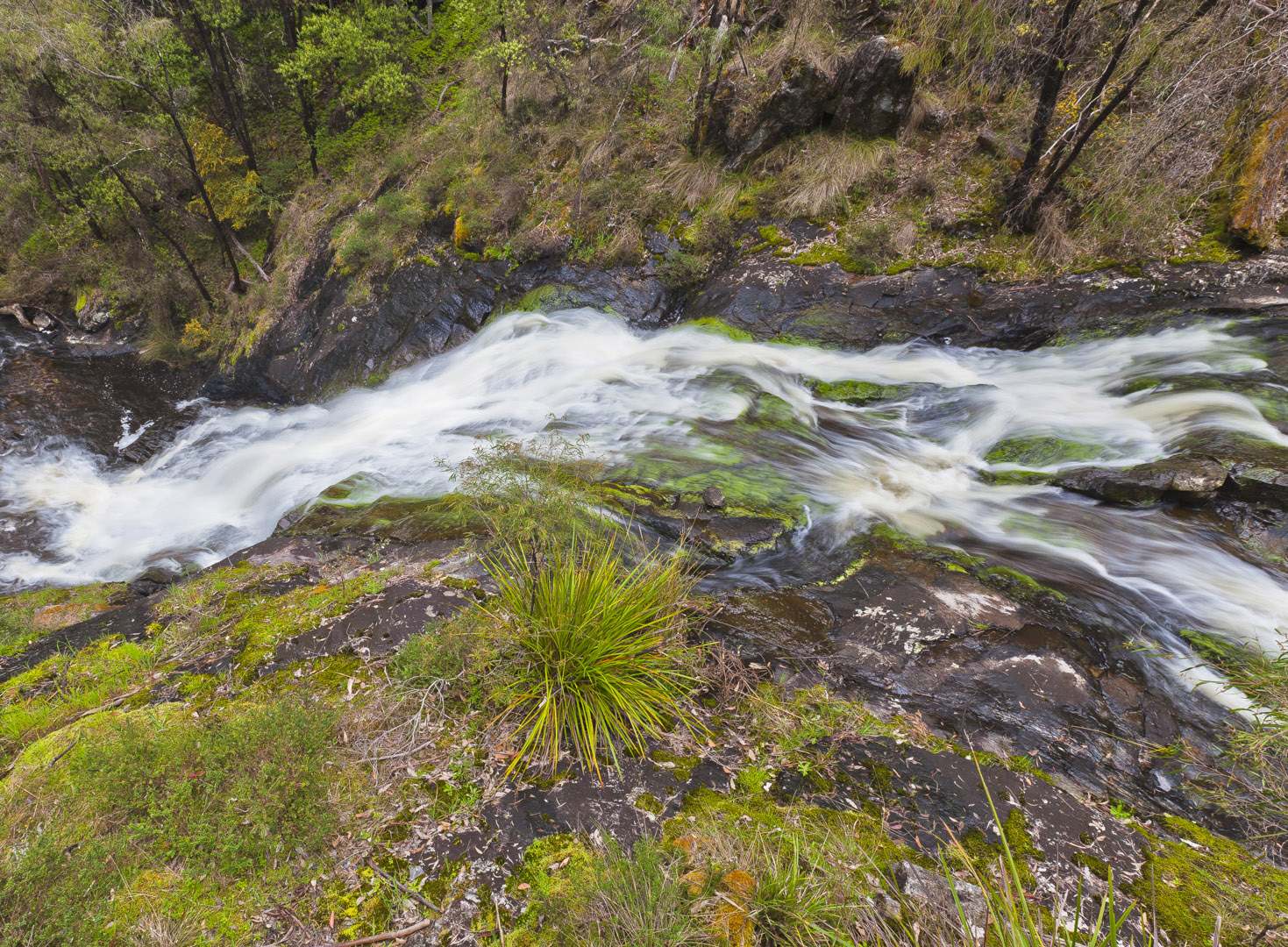 L 14217 Pemberton Karri Forest
