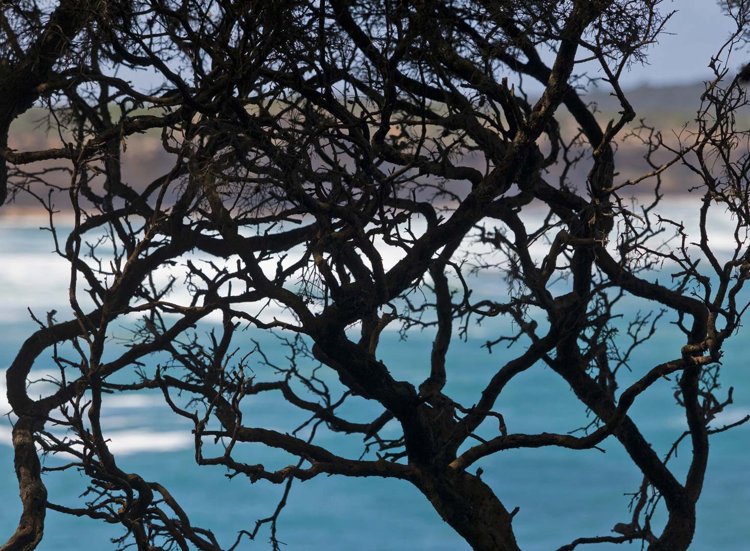 L 18354 Cape Nelson Vic