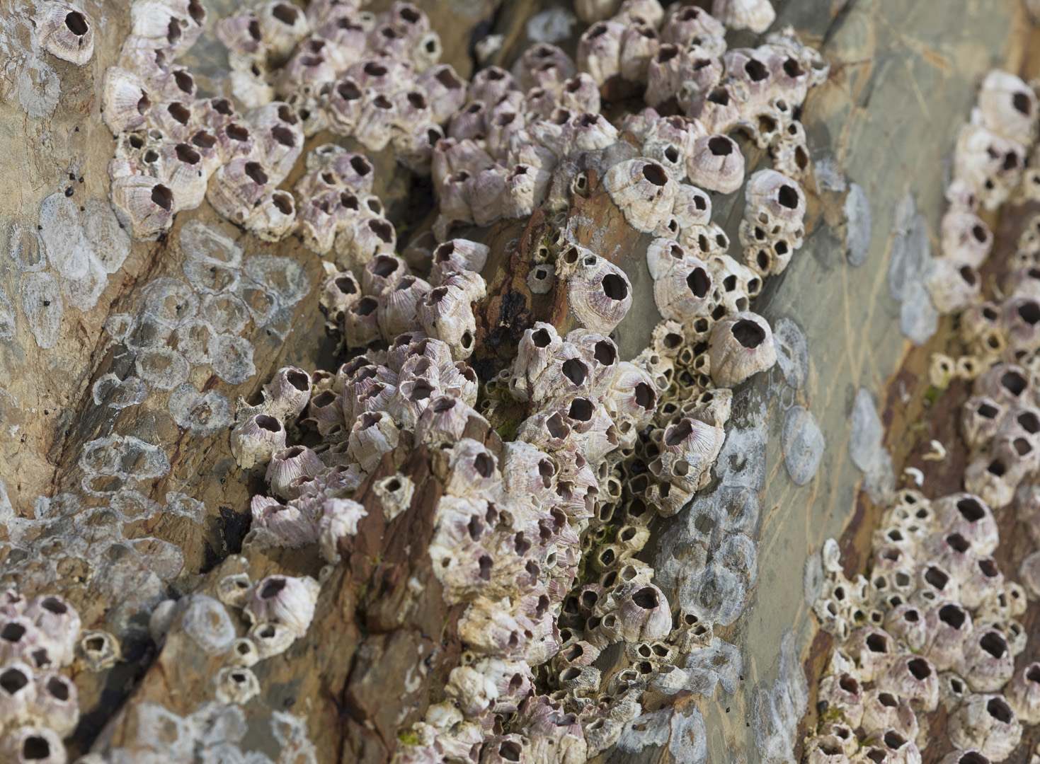 L 18655 Barnicles Rainbow Bay