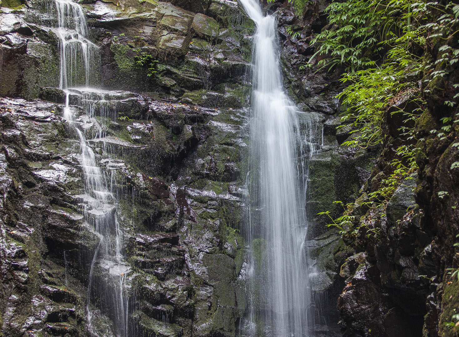 L 24147 Box Log Falls O'Reilly's