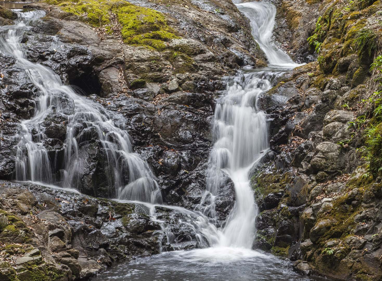 L 24171 Canungra Creek Box Forest Circuit