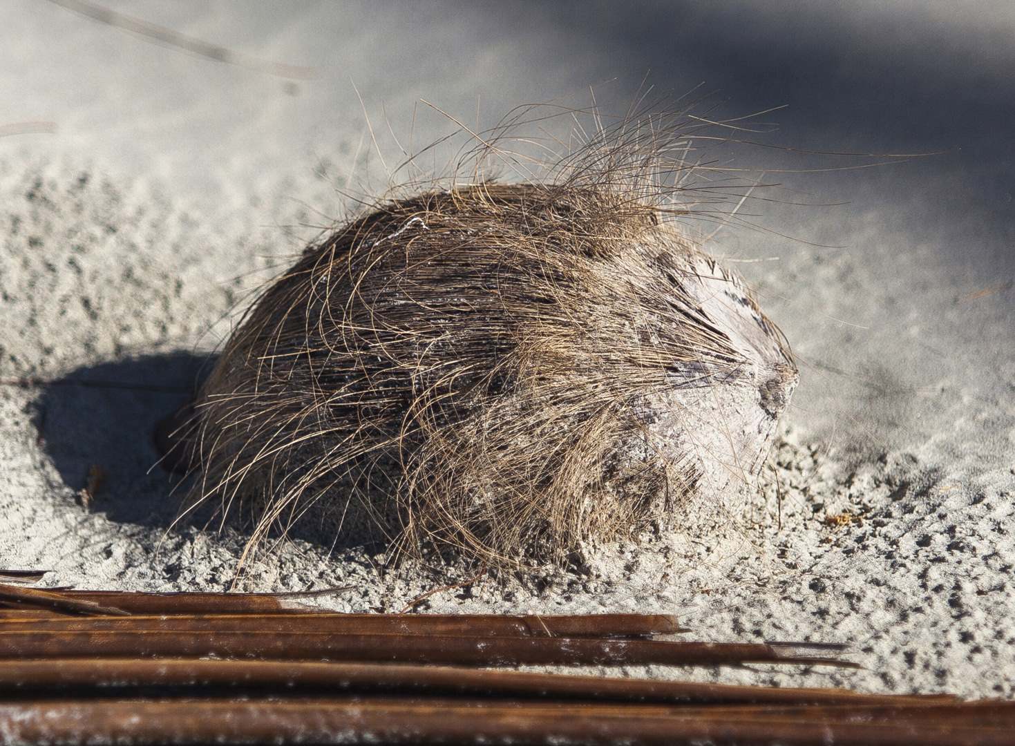 L 33596 Daintree Coconut Beach