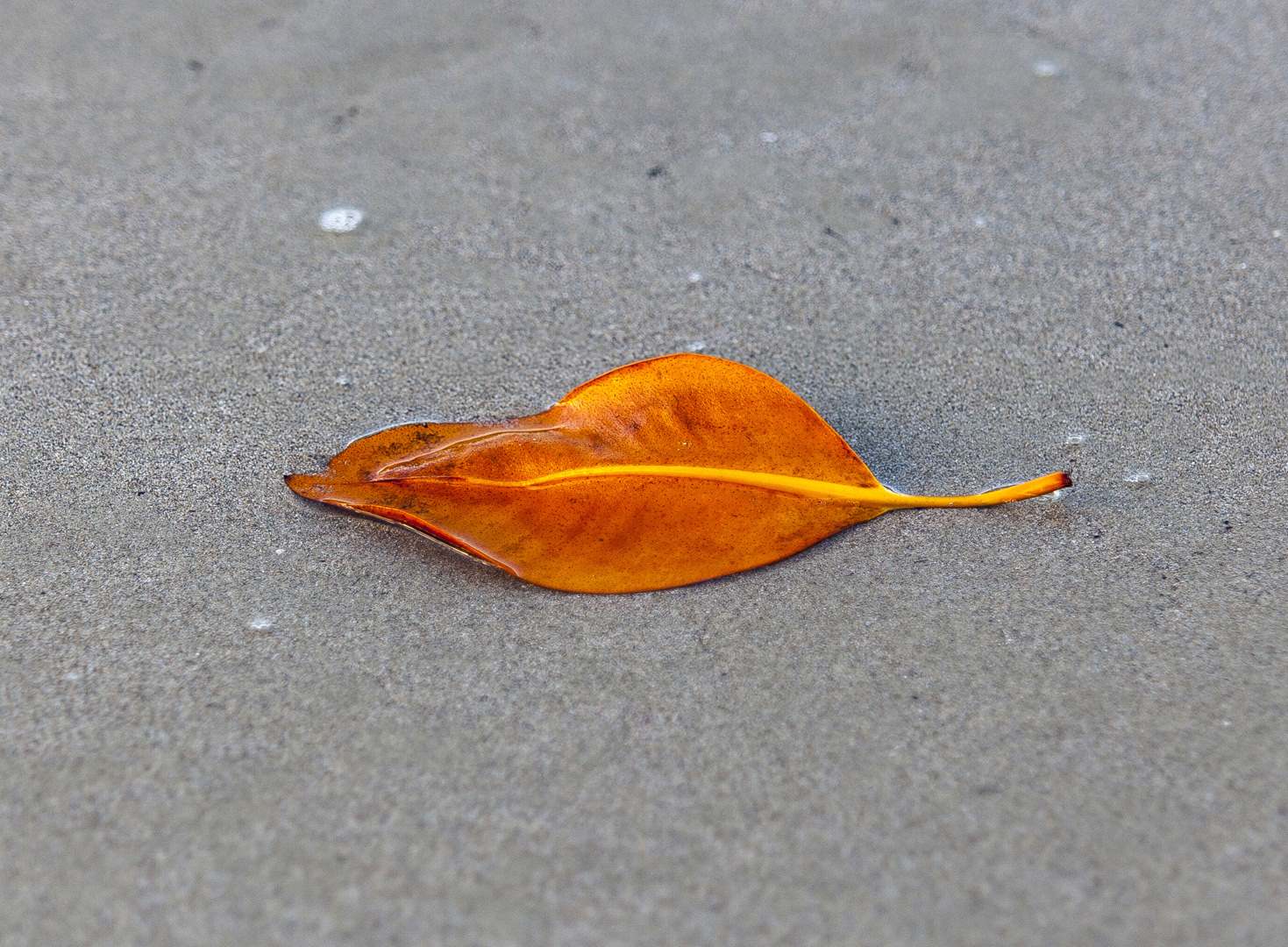 L 34892 Daintree Myall Beach