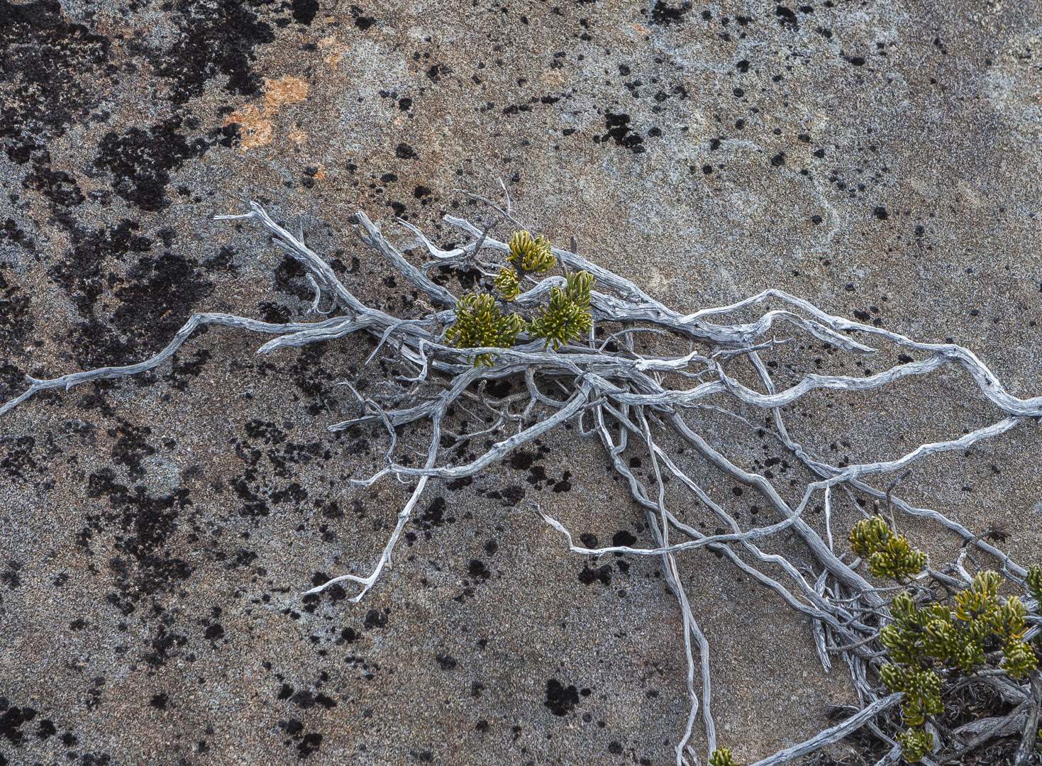 L 37968 Mt Field NP Lake Dobson