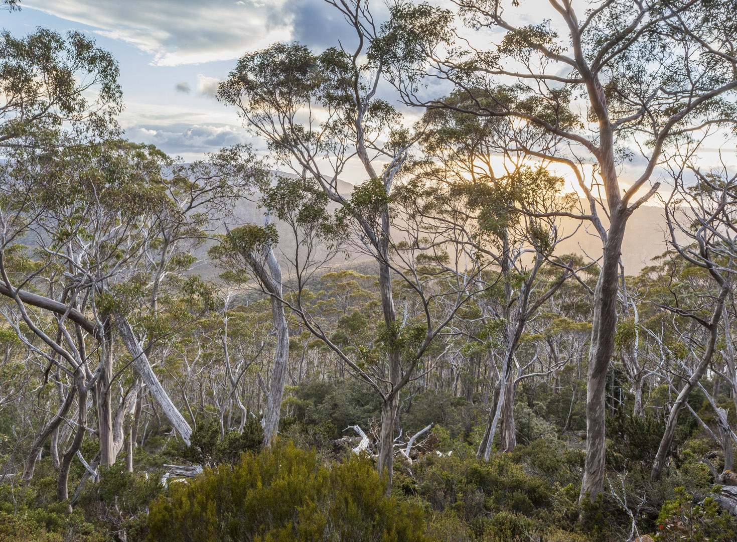 L 37983 Mt Field NP Lake Dobson