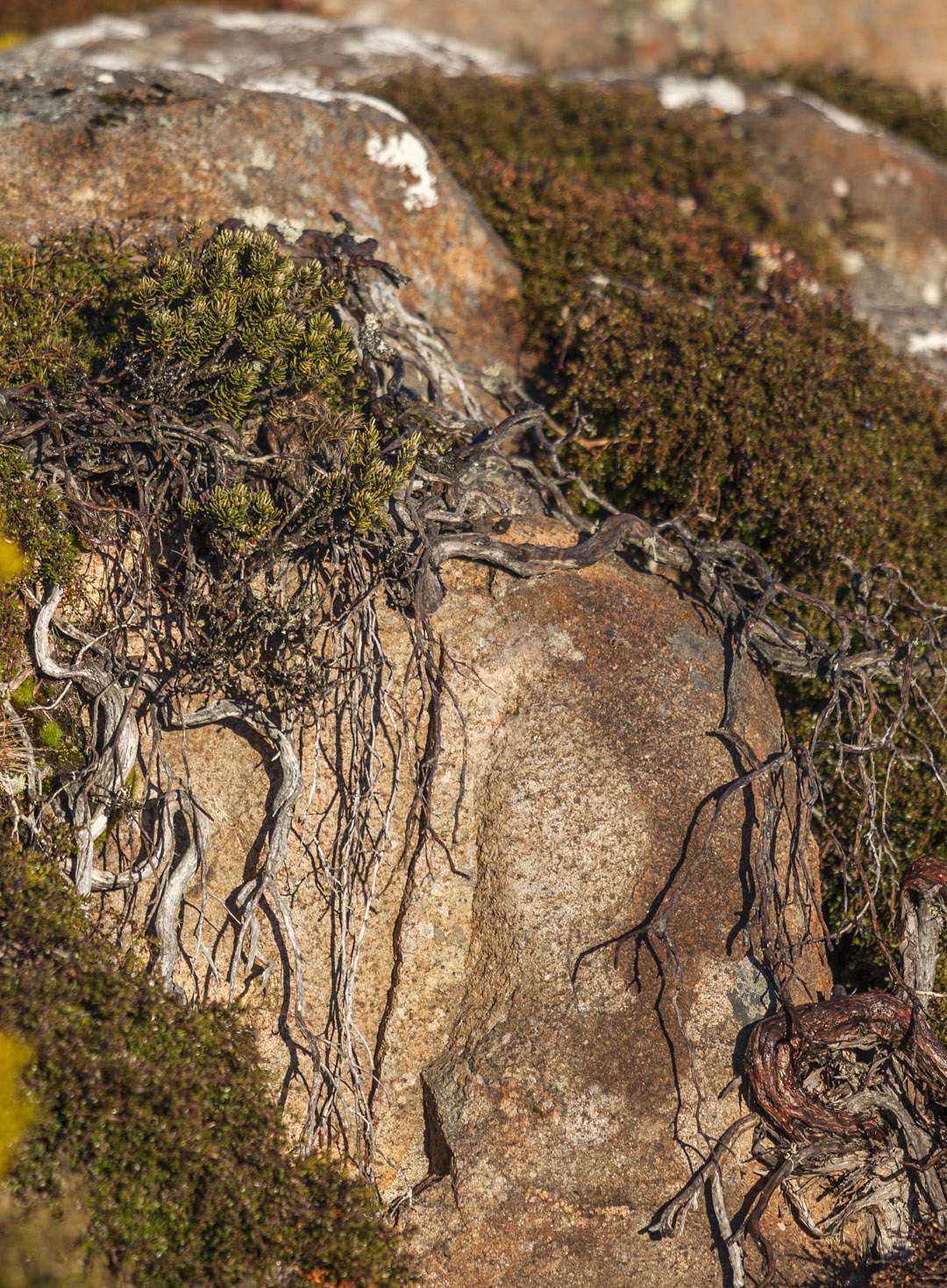 L 39399 Mt Wellington Hobart