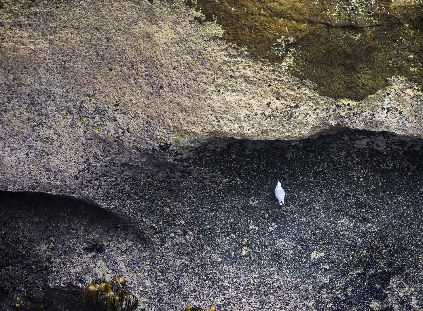 L 6907 Pancake Rocks NZ
